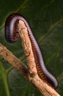 African Millipede